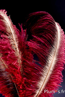 Struis met gouden schacht – 30-40 cm – natuurlijk grijs-rood